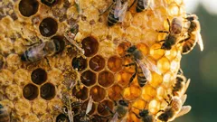 Nur wenige wissen, wie viel Nutzen in gewöhnlichem Bienenwachs steckt.