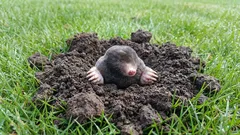 Maulwürfe zerstören Ihren Rasen? 9 Methoden, um sie zu vertreiben, ohne den Boden zu schädigen