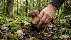 Darf man Pilze pflücken? Pilzsammler streiten sich seit Jahrzehnten darüber – hier ist die Antwort