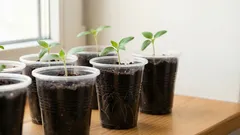 Wann man mit der Düngung von Setzlingen beginnen sollte: das wichtigste Geheimnis, das erfahrene Gärtner für sich behalten